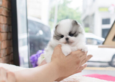Puppy Name : Sammy